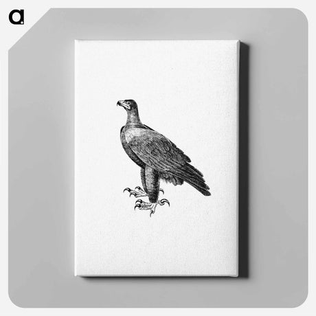 アートパネル-Black Eagle, Travels and Adventures in Southern Africa
 - 大英図書館 Canvas.