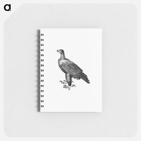 アートメモ帳-Black Eagle, Travels and Adventures in Southern Africa
 - 大英図書館 Memo.