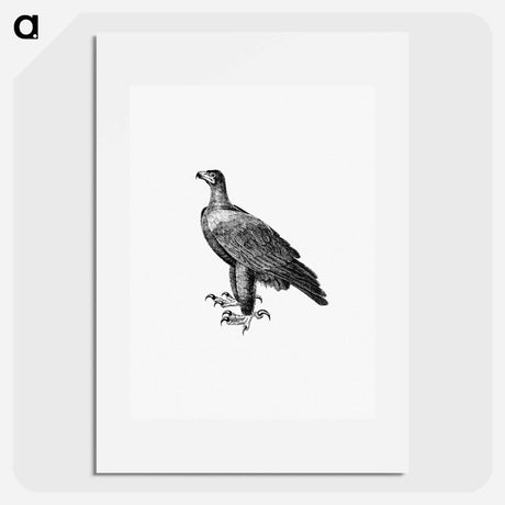 アートポスター-Black Eagle, Travels and Adventures in Southern Africa
 - 大英図書館 Poster.