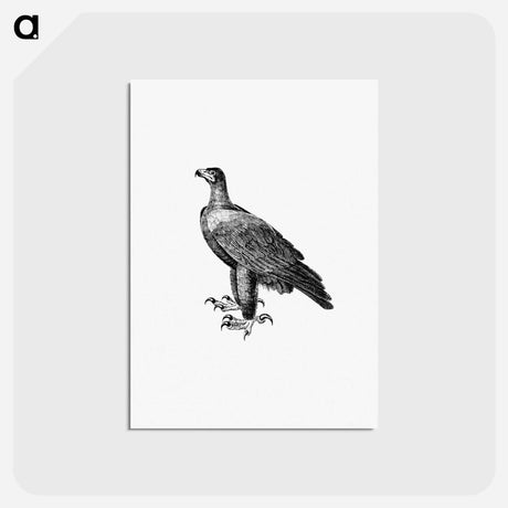 アートポストカード-Black Eagle, Travels and Adventures in Southern Africa
 - 大英図書館 Postcard.