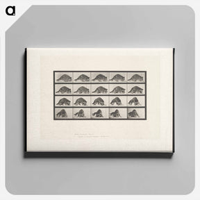 アートパネル-Turning Racoon
 - エドワード マイブリッジ Canvas.
