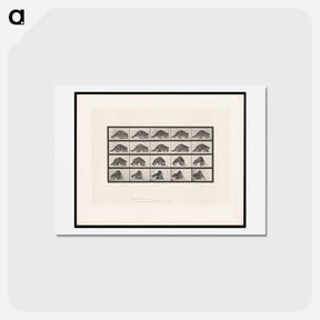 アートポストカード-Turning Racoon
 - エドワード マイブリッジ Postcard.