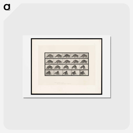 アートポストカード-Turning Racoon
 - エドワード マイブリッジ Postcard.