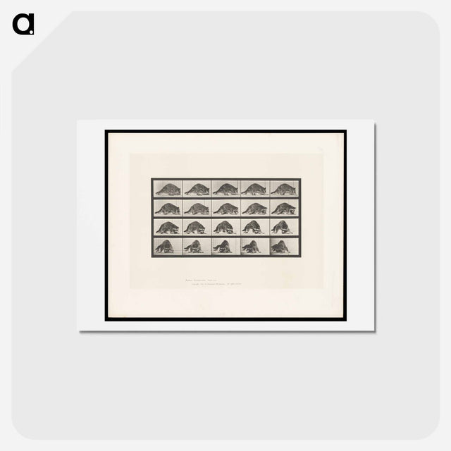 アートポストカード-Turning Racoon
 - エドワード マイブリッジ Postcard.