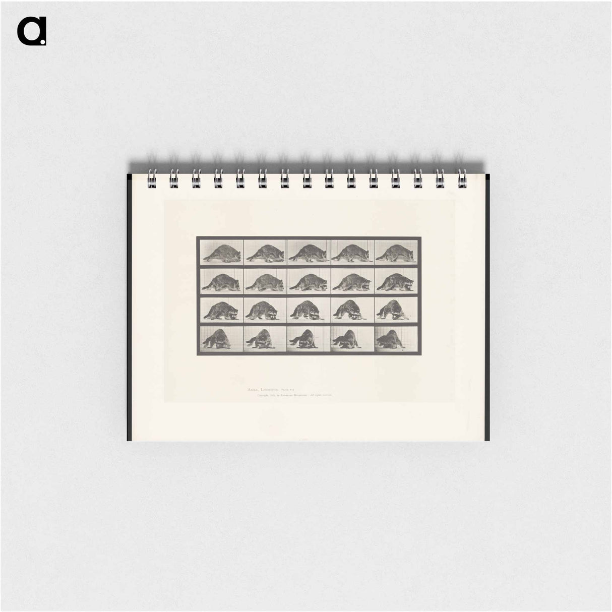 アートメモ帳-Turning Racoon
 - エドワード マイブリッジ Memo.