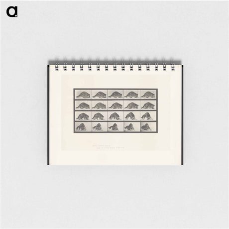 アートメモ帳-Turning Racoon
 - エドワード マイブリッジ Memo.