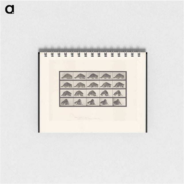 アートメモ帳-Turning Racoon
 - エドワード マイブリッジ Memo.