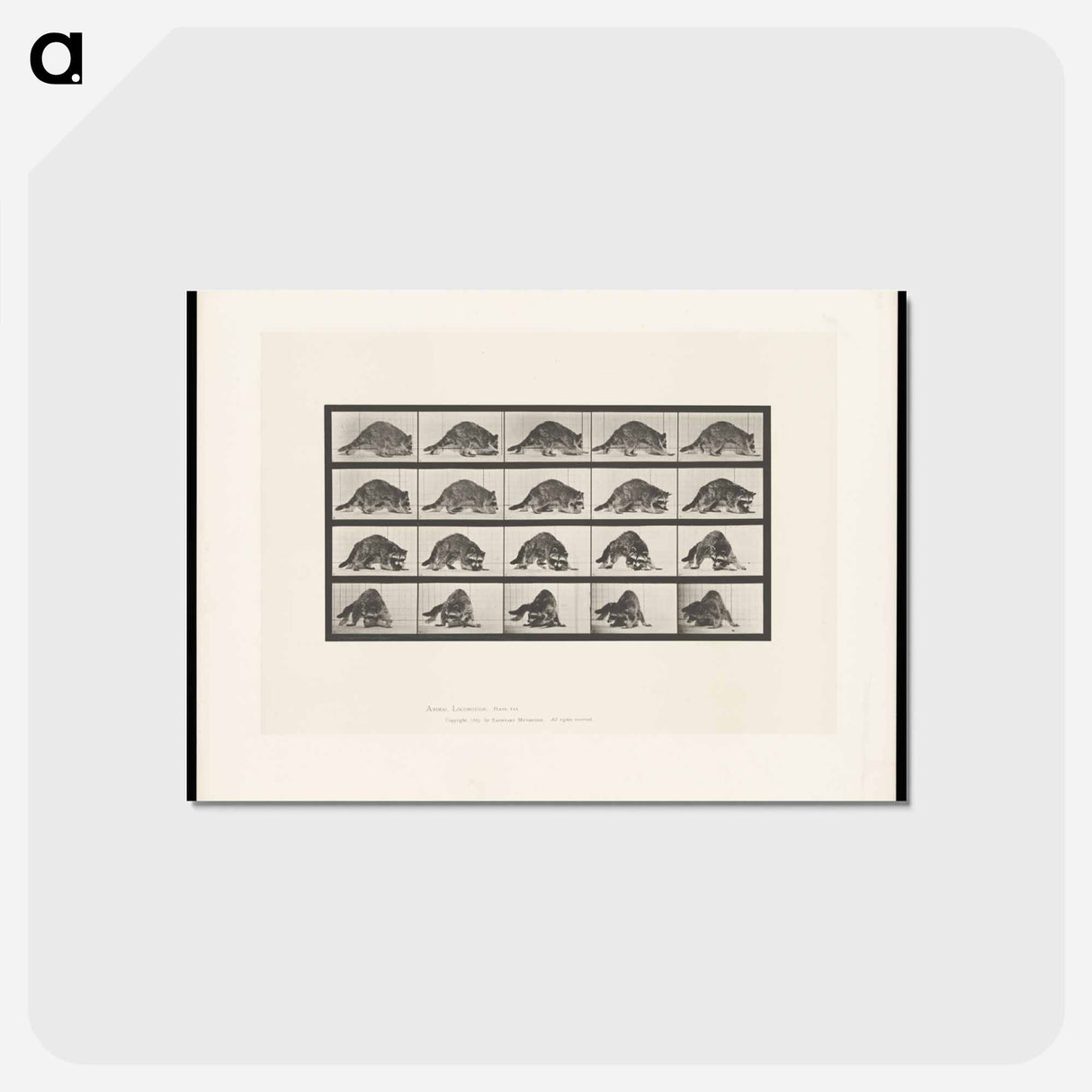 アートポストカード-Turning Racoon
 - エドワード マイブリッジ Postcard.