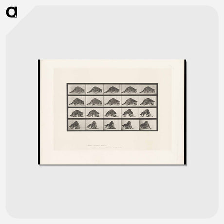 アートポストカード-Turning Racoon
 - エドワード マイブリッジ Postcard.