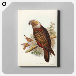 アートパネル-Ka-ka Parrot
 - ジョン グールド Canvas.