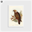 アートポストカード-Ka-ka Parrot
 - ジョン グールド Postcard.