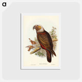 アートポストカード-Ka-ka Parrot
 - ジョン グールド Postcard.
