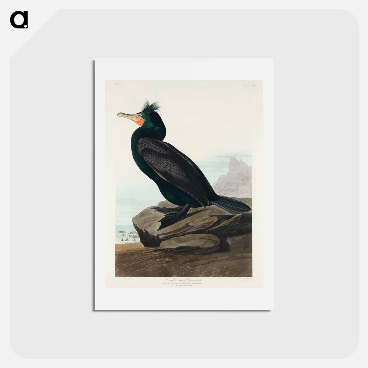 アートポストカード-Double-crested Cormorant
 - ジョン ジェームス オーデュボン Postcard.