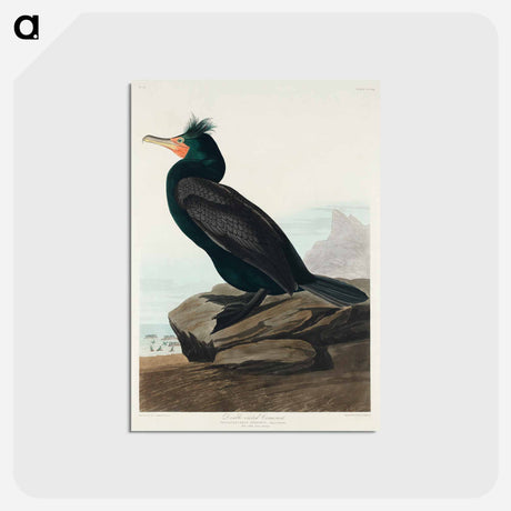 アートポストカード-Double-crested Cormorant
 - ジョン ジェームス オーデュボン Postcard.