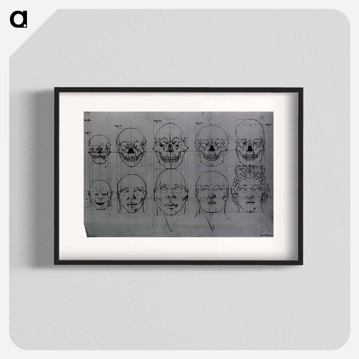 アートポスター-Evolution of the Head and Skull
 - 国立医学図書館 Poster.