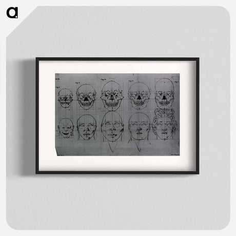 アートポスター-Evolution of the Head and Skull
 - 国立医学図書館 Poster.
