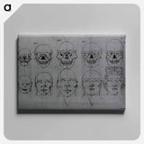 アートパネル-Evolution of the Head and Skull
 - 国立医学図書館 Canvas.