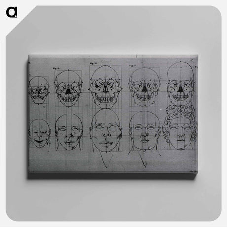 アートパネル-Evolution of the Head and Skull
 - 国立医学図書館 Canvas.
