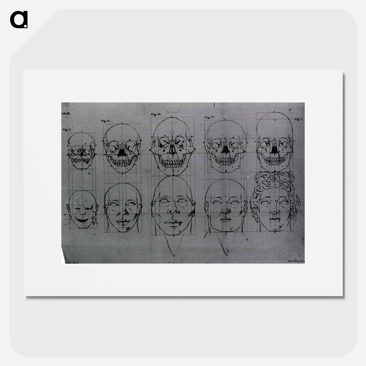アートポスター-Evolution of the Head and Skull
 - 国立医学図書館 Poster.