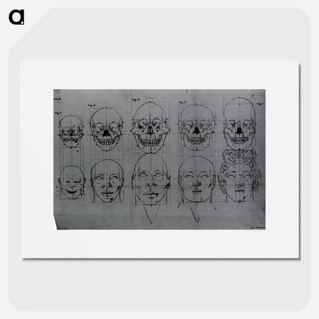 アートポスター-Evolution of the Head and Skull
 - 国立医学図書館 Poster.