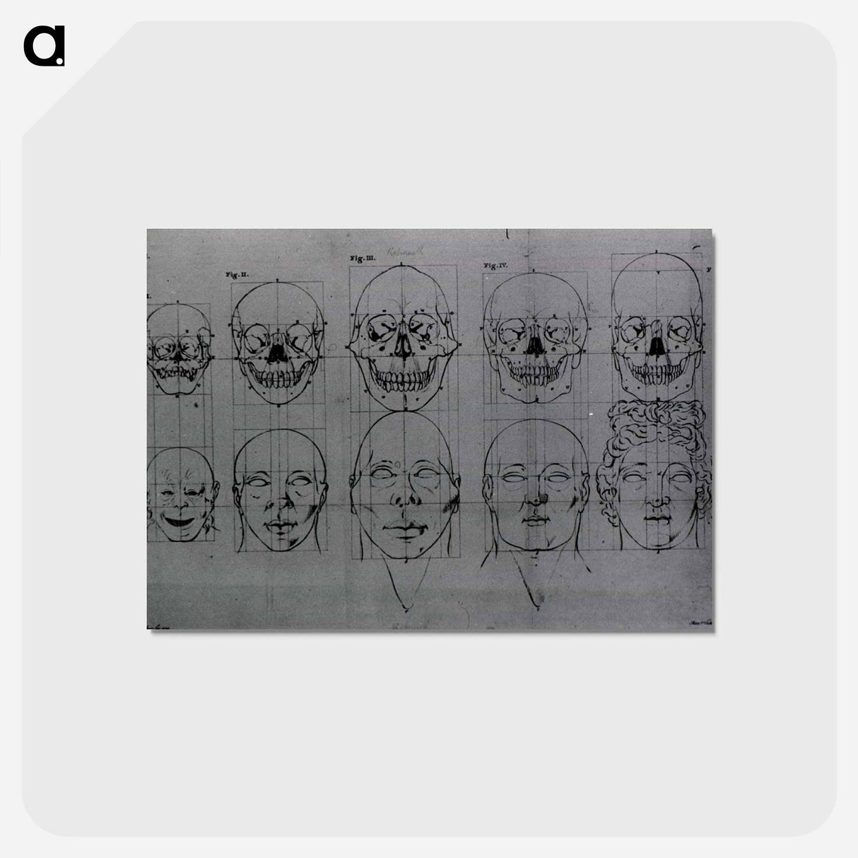 アートポストカード-Evolution of the Head and Skull
 - 国立医学図書館 Postcard.