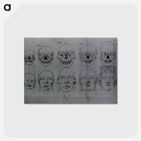 アートポストカード-Evolution of the Head and Skull
 - 国立医学図書館 Postcard.