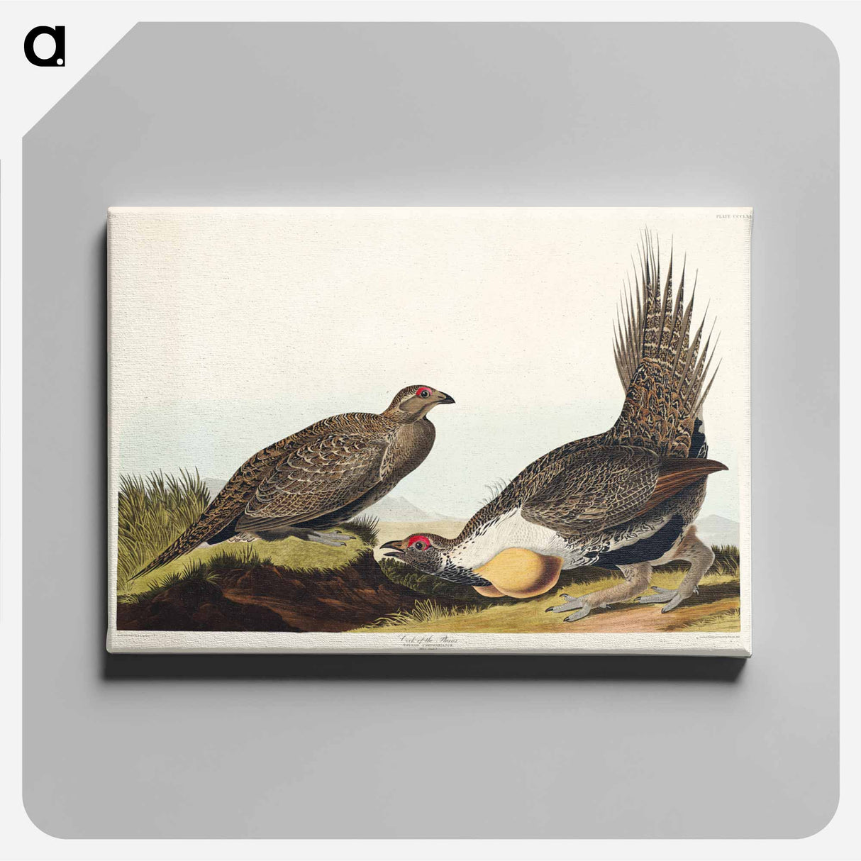 アートパネル-Cock of the Plains from Birds of America
 - アメリカの鳥たち Canvas.