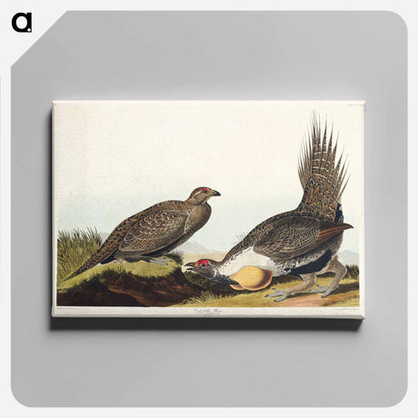 アートパネル-Cock of the Plains from Birds of America
 - アメリカの鳥たち Canvas.