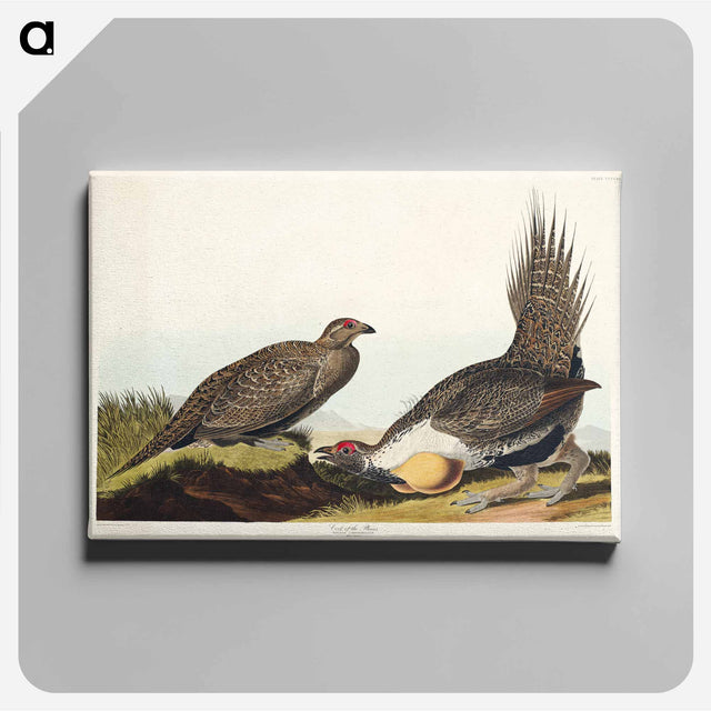 アートパネル-Cock of the Plains from Birds of America
 - アメリカの鳥たち Canvas.