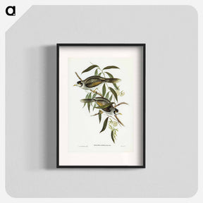 アートポスター-Garrulous Honey-eater
 - オーストラリアの鳥 Poster.