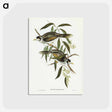 アートポストカード-Garrulous Honey-eater
 - オーストラリアの鳥 Postcard.