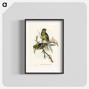 アートポスター-Black-tailed Parakeet
 - ジョン グールド Poster.