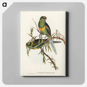 アートパネル-Black-tailed Parakeet
 - ジョン グールド Canvas.