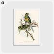 アートポストカード-Black-tailed Parakeet
 - ジョン グールド Postcard.