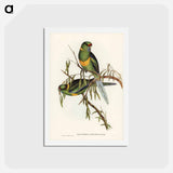 アートポストカード-Black-tailed Parakeet
 - ジョン グールド Postcard.
