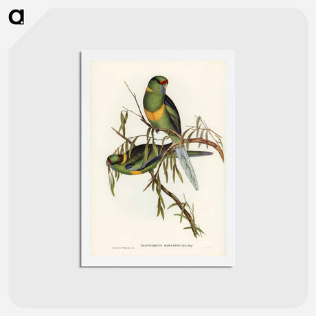 アートポストカード-Black-tailed Parakeet
 - ジョン グールド Postcard.