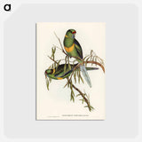 アートポストカード-Black-tailed Parakeet
 - ジョン グールド Postcard.