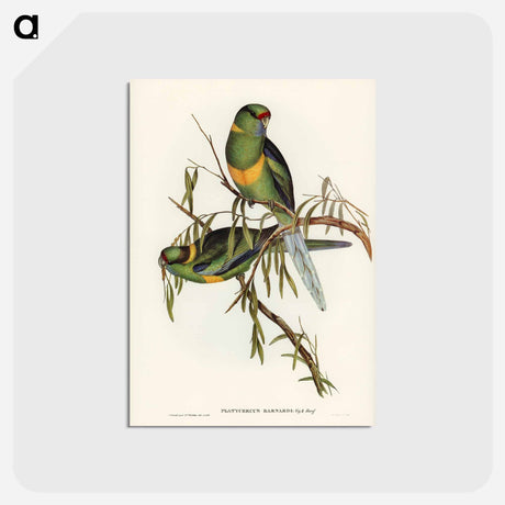 アートポストカード-Black-tailed Parakeet
 - ジョン グールド Postcard.