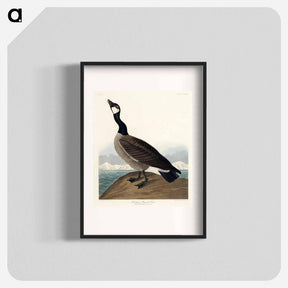 アートポスター-Hutchins's Barnacle Goose
 - ジョン ジェームス オーデュボン Poster.