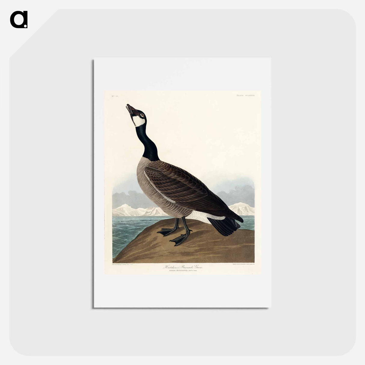 アートポストカード-Hutchins's Barnacle Goose
 - ジョン ジェームス オーデュボン Postcard.