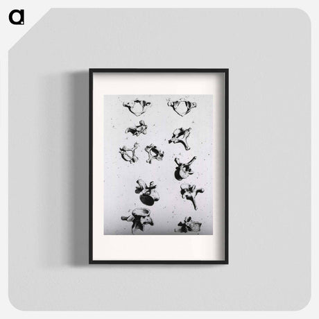 アートポスター-Vertebrae
 - 国立医学図書館 Poster.