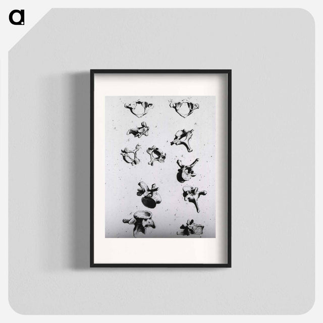 アートポスター-Vertebrae
 - 国立医学図書館 Poster.