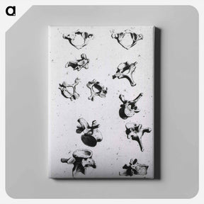 アートパネル-Vertebrae
 - 国立医学図書館 Canvas.