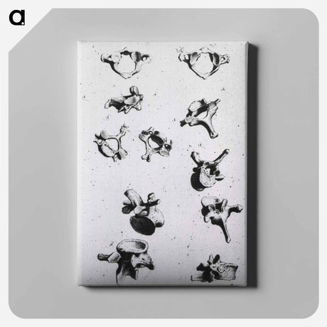 アートパネル-Vertebrae
 - 国立医学図書館 Canvas.