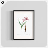 Autumn crocus illustration - Pierre Joseph Redouté Poster.