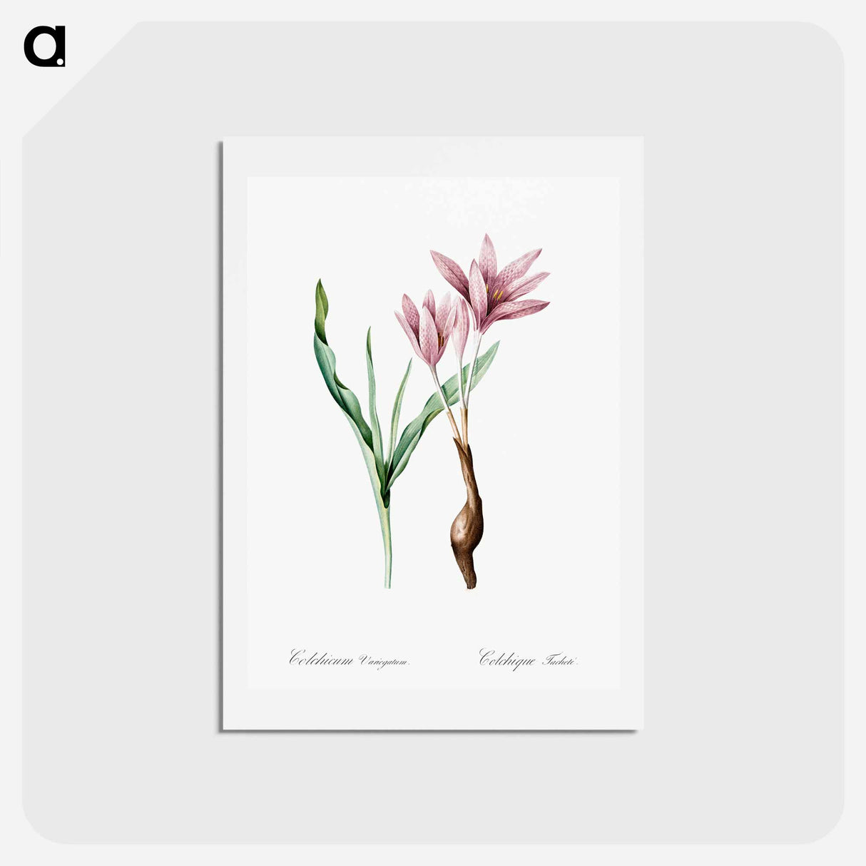 アートポストカード-Autumn crocus illustration - ピエール ジョゼフ ルドゥーテ Postcard.
