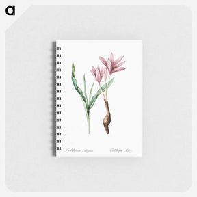 アートメモ帳-Autumn crocus illustration - ピエール ジョゼフ ルドゥーテ Memo.