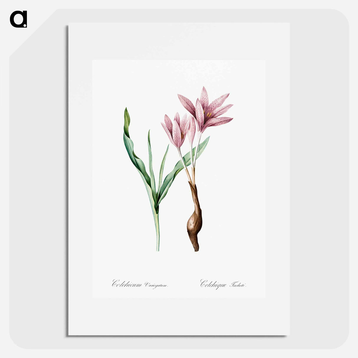 Autumn crocus illustration - Pierre Joseph Redouté Poster.