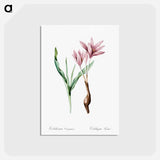 アートポストカード-Autumn crocus illustration - ピエール ジョゼフ ルドゥーテ Postcard.