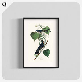 アートポスター-Tyrant Fly-catcher from Birds of America
 - アメリカの鳥たち Poster.